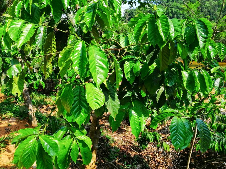 coffee plants