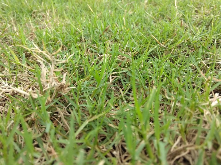 nature Grass hd
