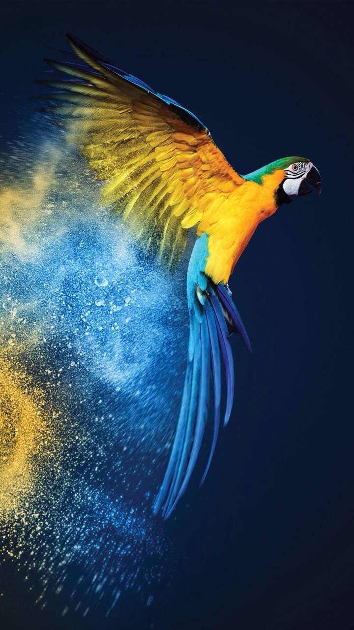 попугай bird