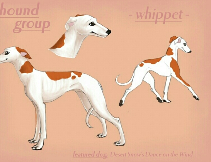Whippet Art