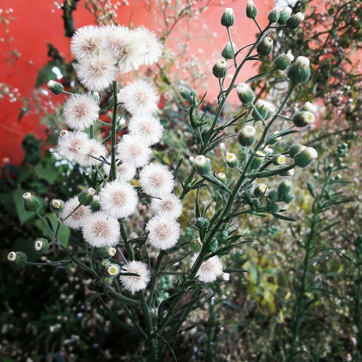 flower photography