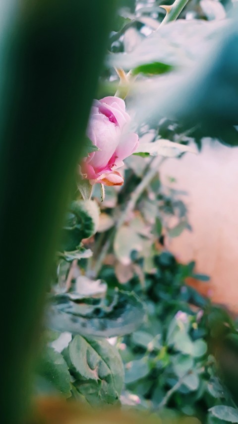 fondos de pantalla pink, flower