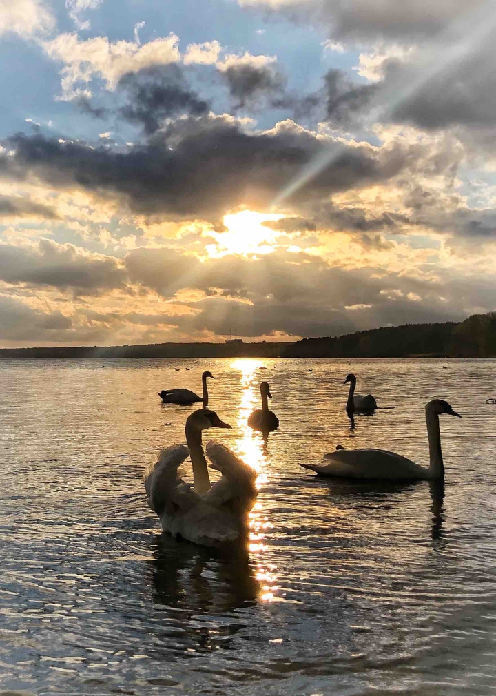 swan