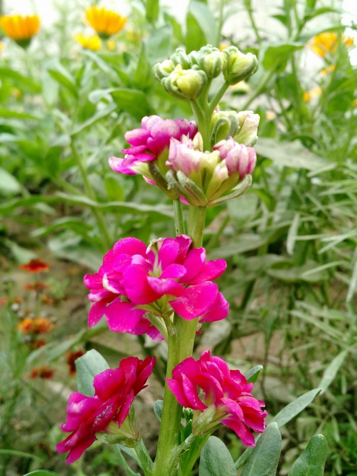 flowers