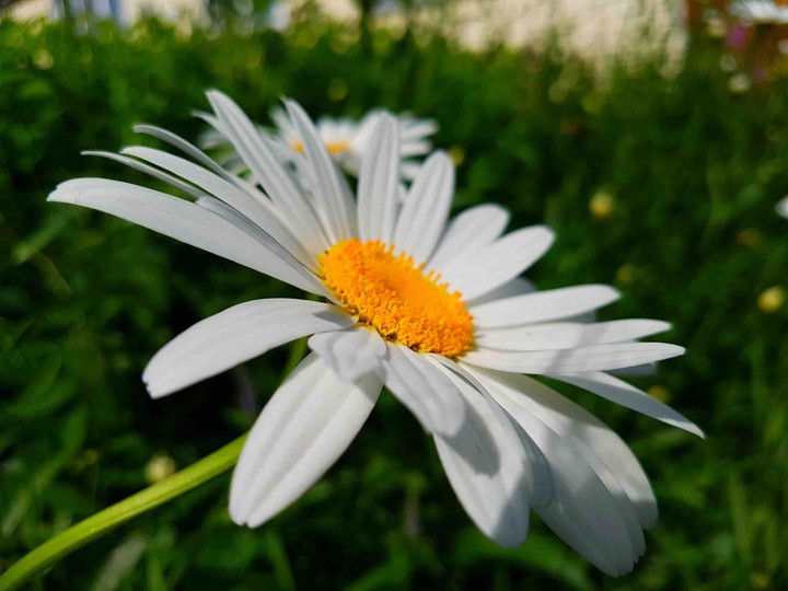 I.A