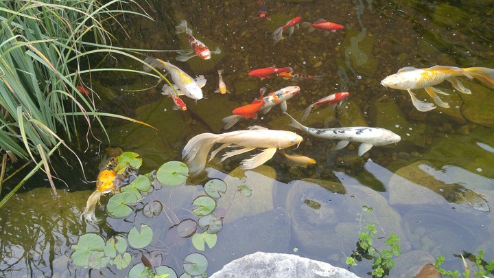 Beauties at Shady Maples