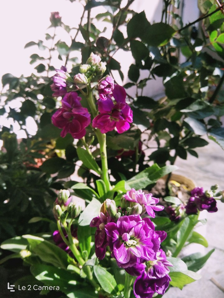 flower