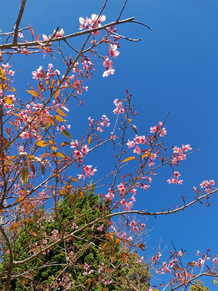 sakura