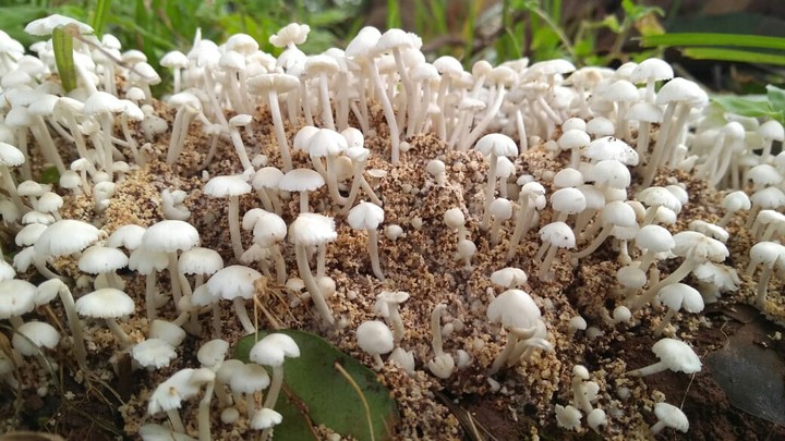 Mushrooms