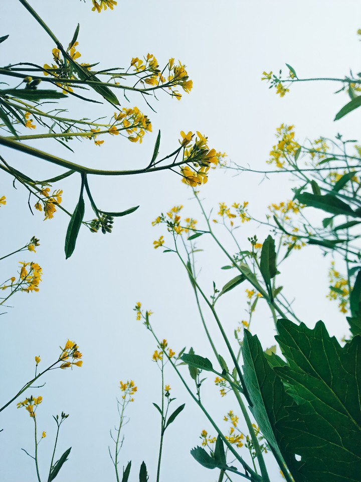 flowers
