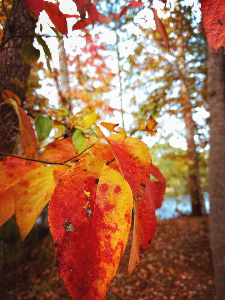 autumn