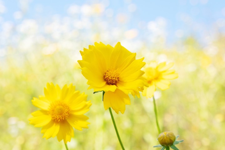 Chrysanthemum 여름국화