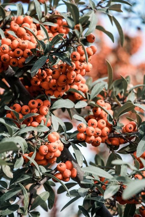 тапети food, berry