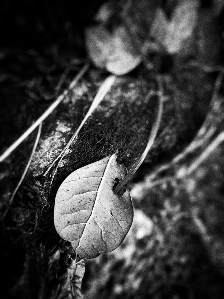 lonely leaf