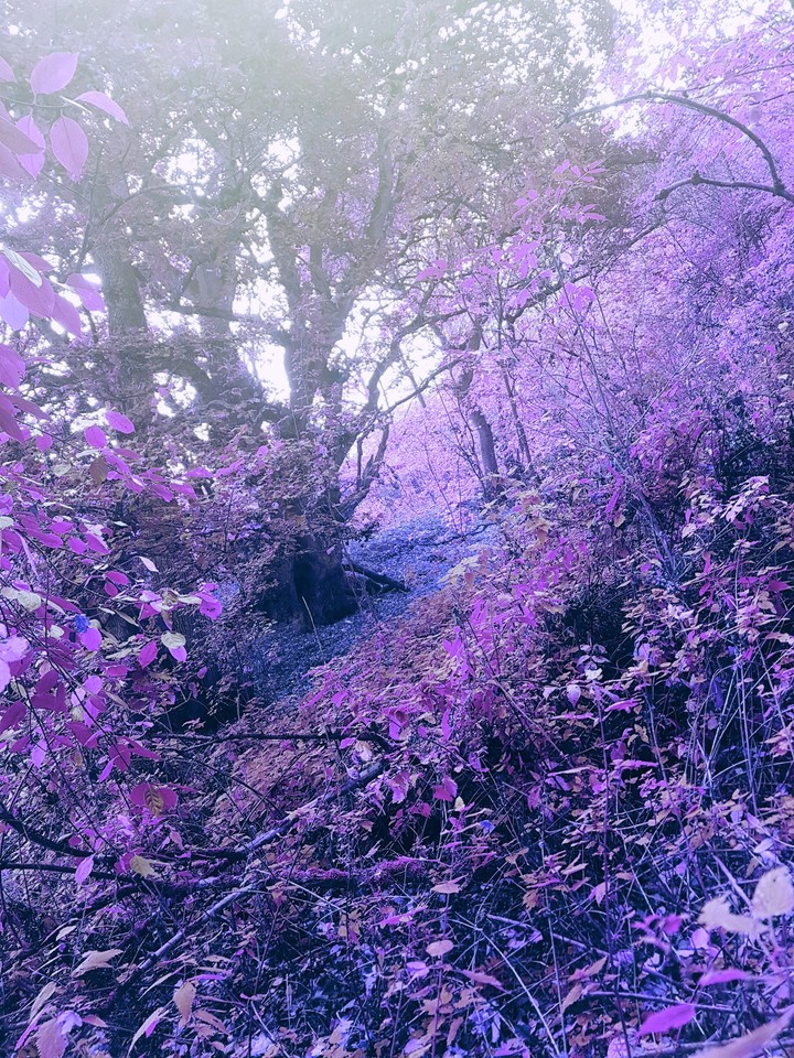 Purple Wonderland