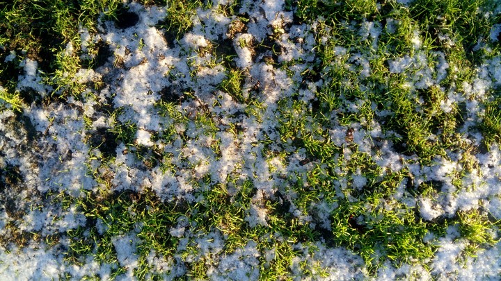 snowy grass