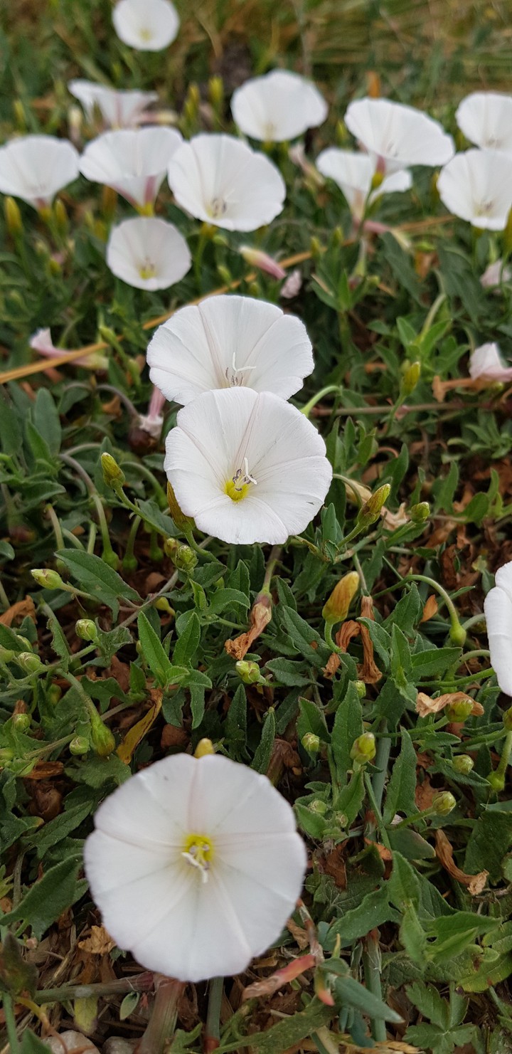 fleur