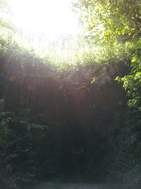 rainforest, jungle桌布