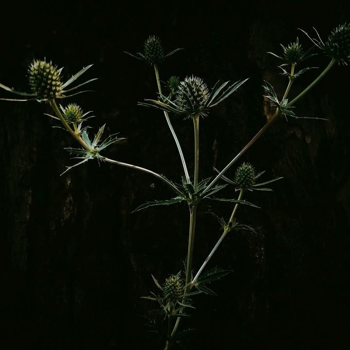 plant