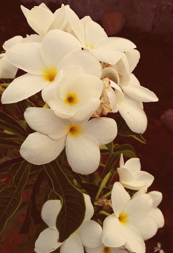 beautyfull flower