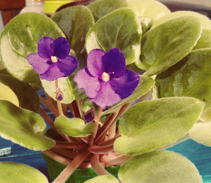 beautiful violet
