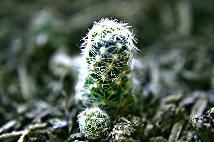 cacti