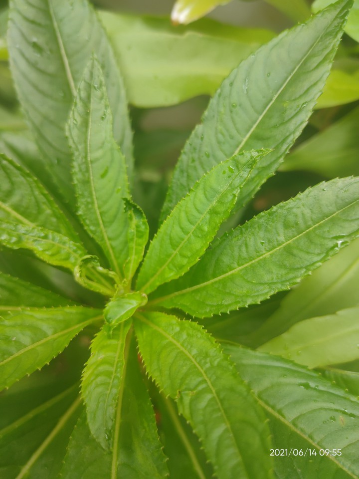 green ?