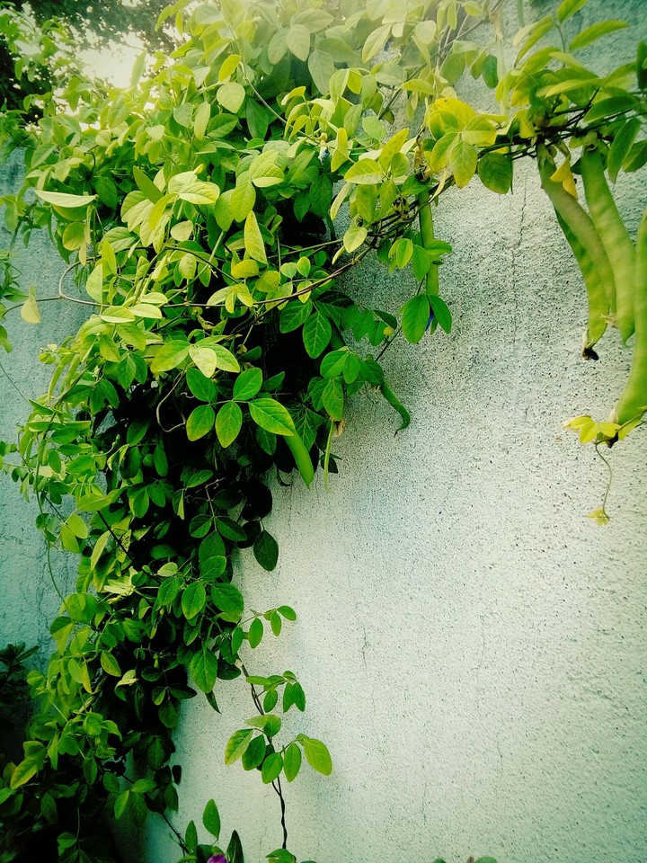 leaves
