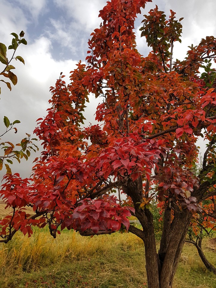 autumn