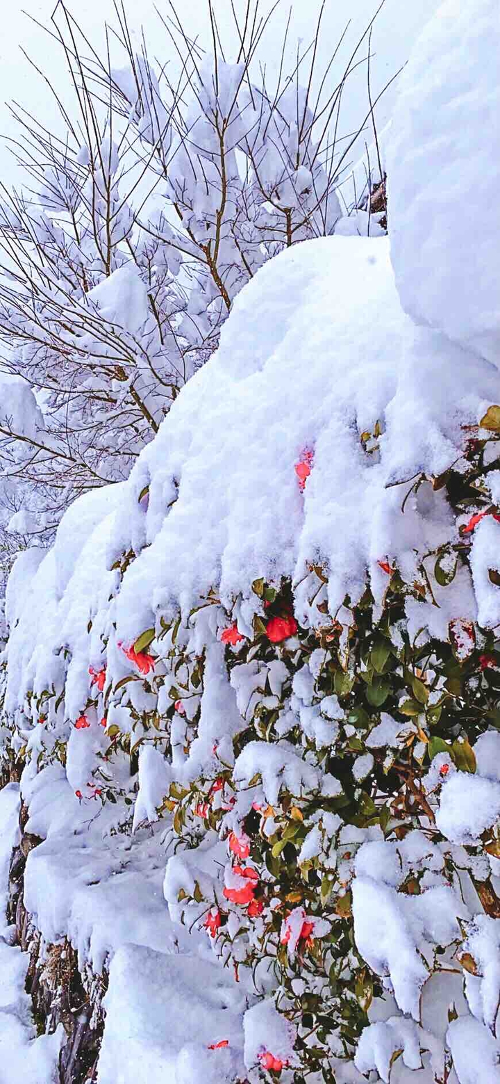 春雪