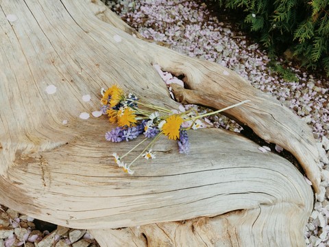 тапети wood, tree
