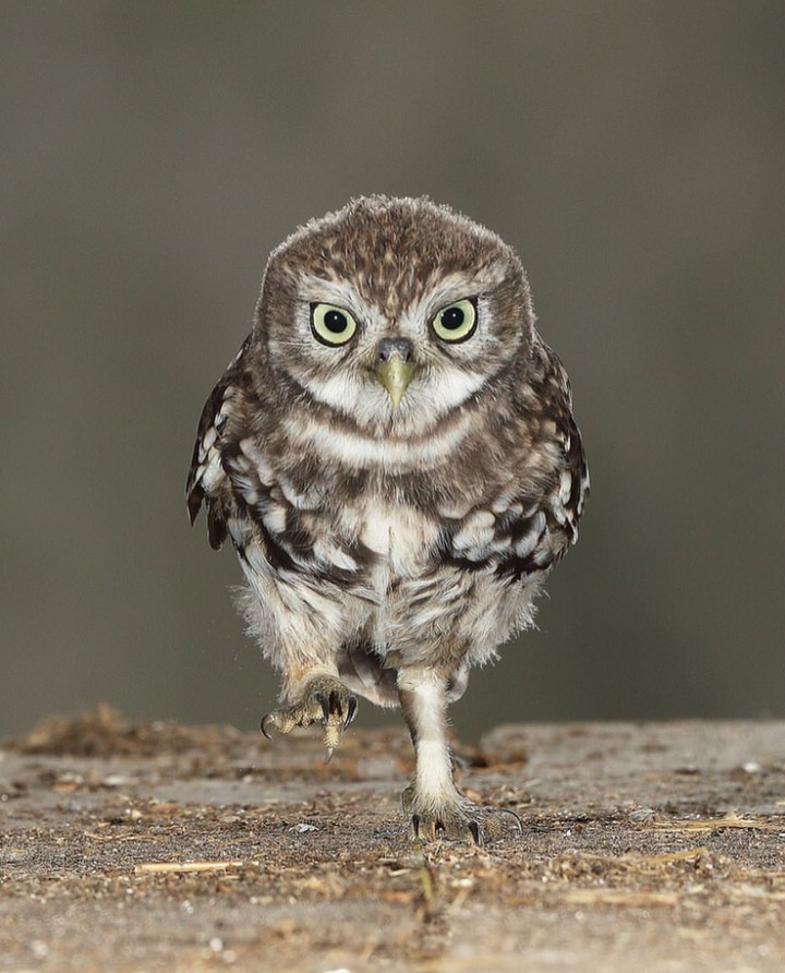 little owlet ♥️