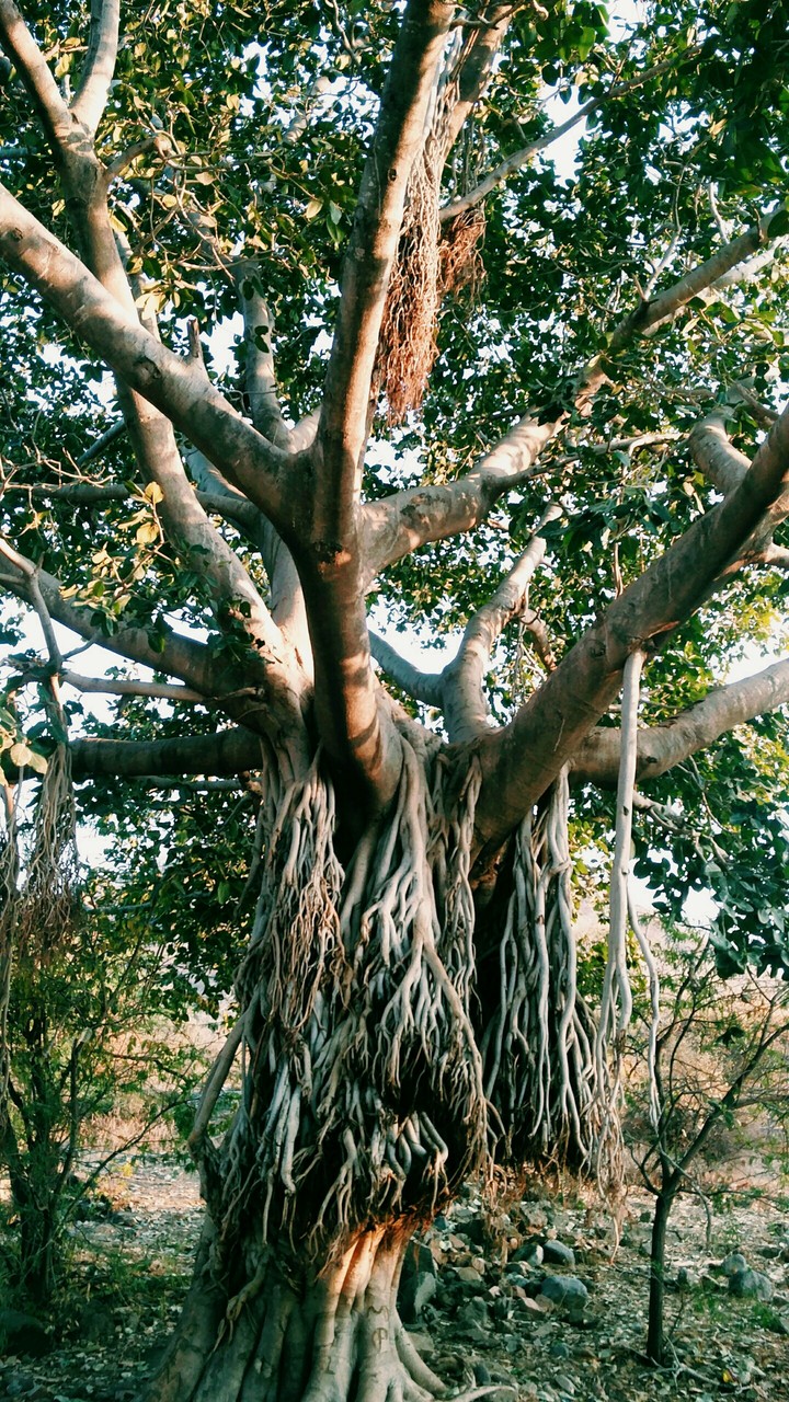 Banyan