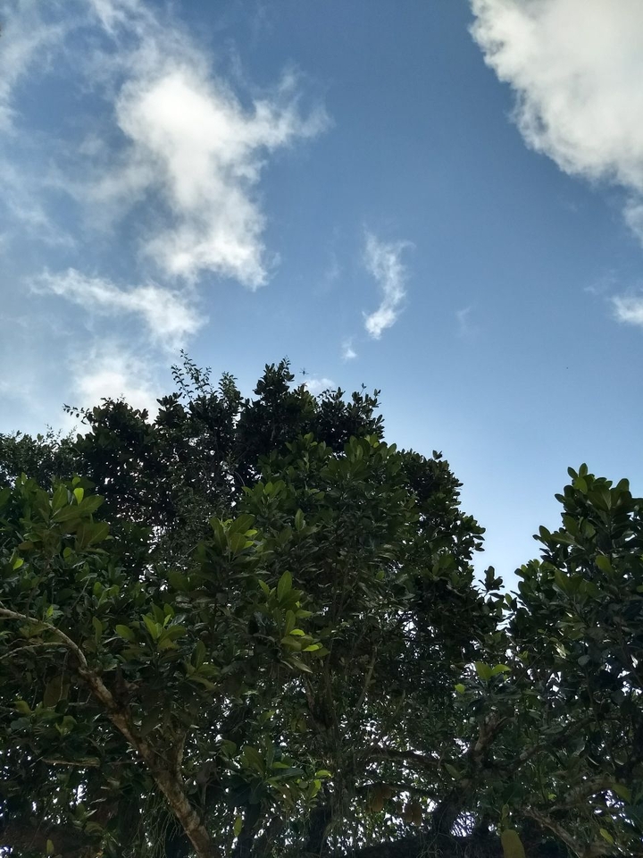 Céu & árvore.