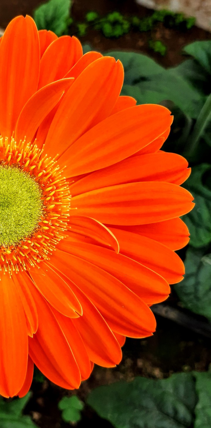 Gerbera