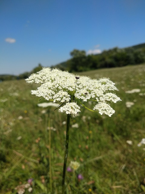 summer