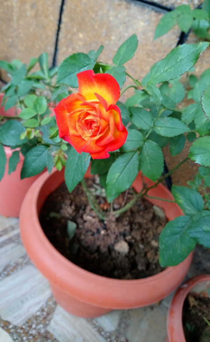 Bright colours