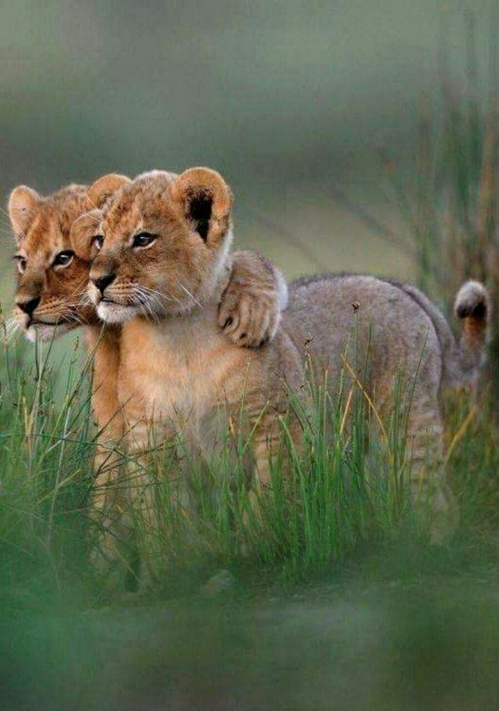 lions