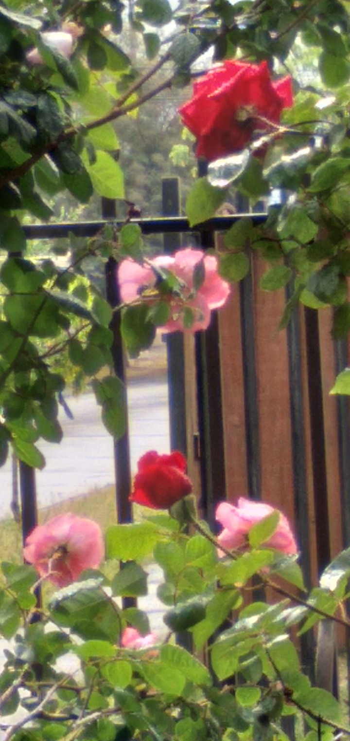 Rosa