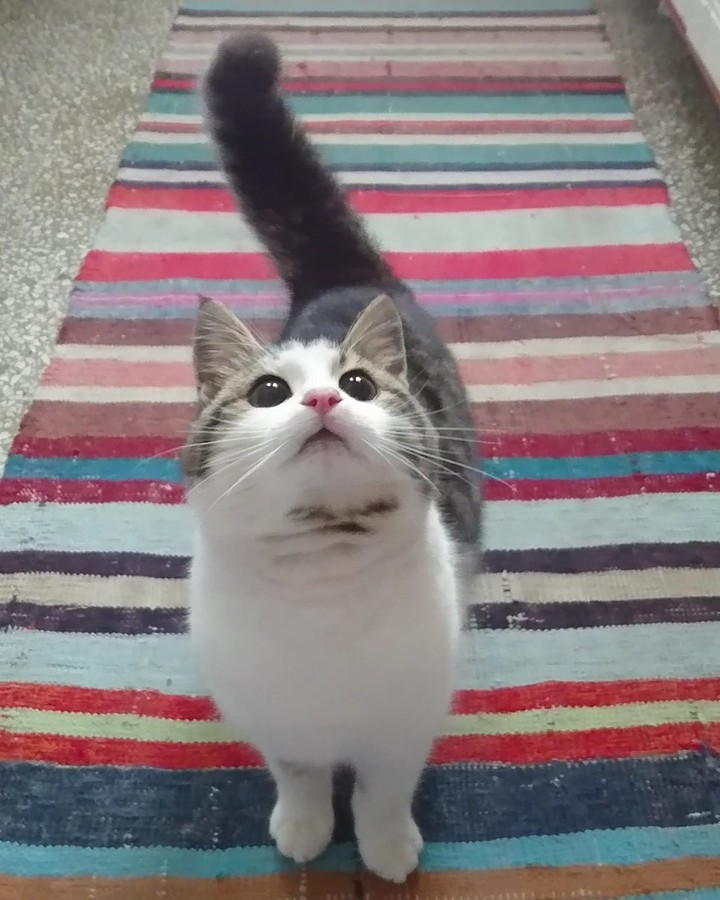 My cat