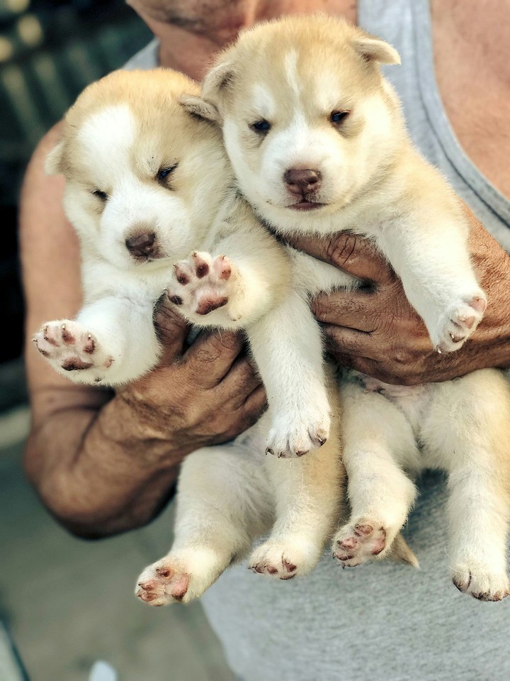 Husky's Pup
