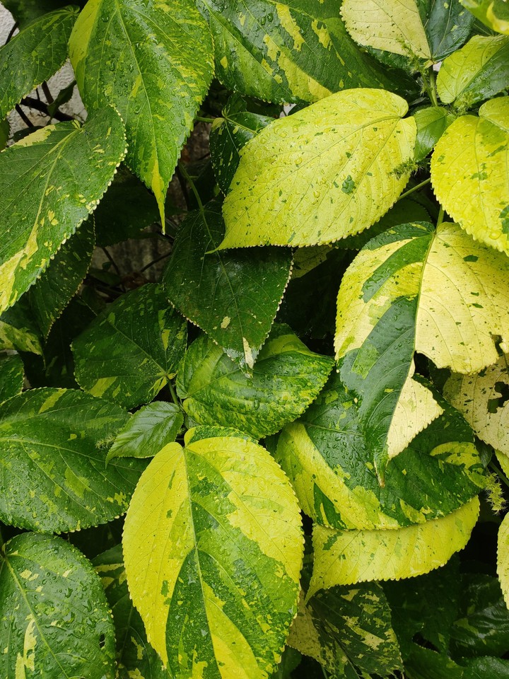 leaves