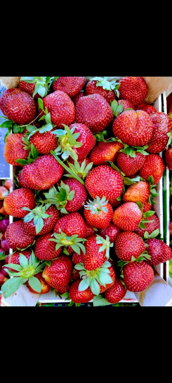 strawberry Mersin/ Silifke Turkey