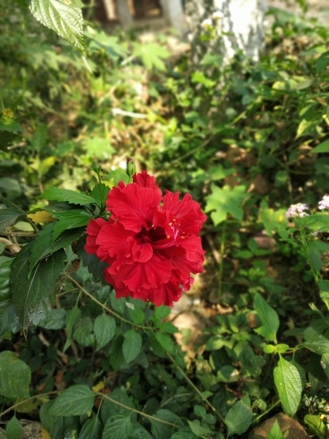 sfondi plant, malvales