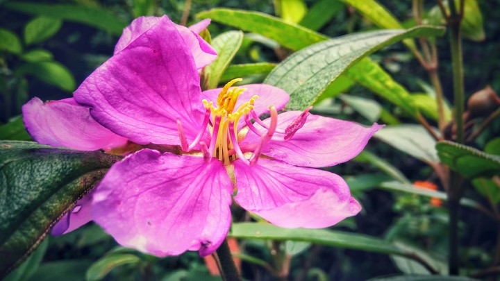 Flower