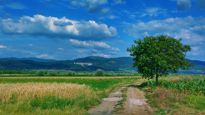 Lonely tree