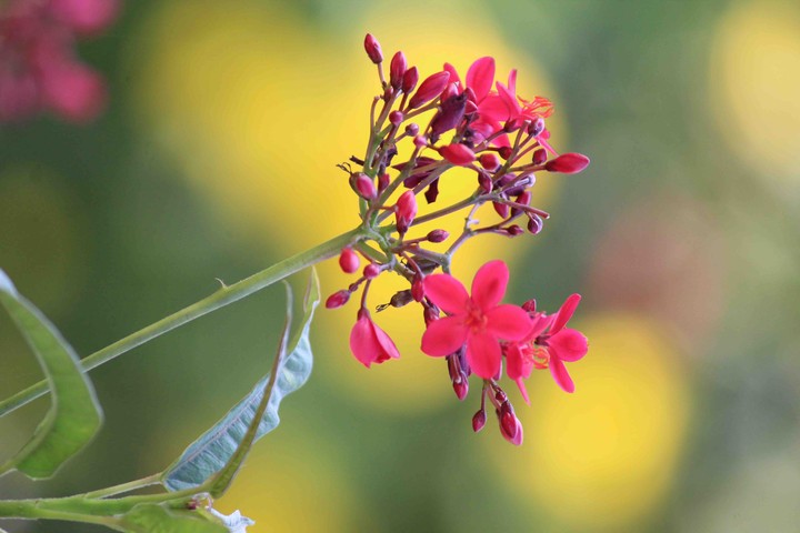 Natural photography