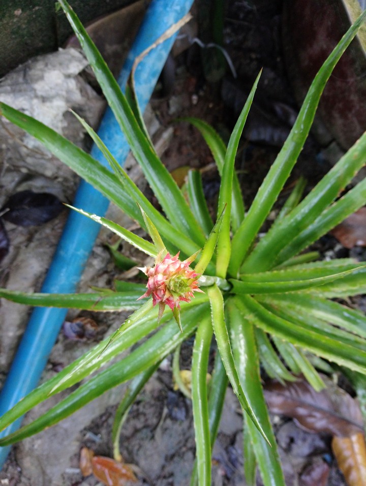 small pineapple