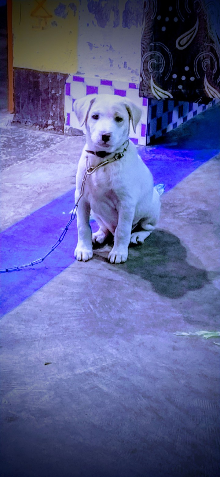 lebra dog