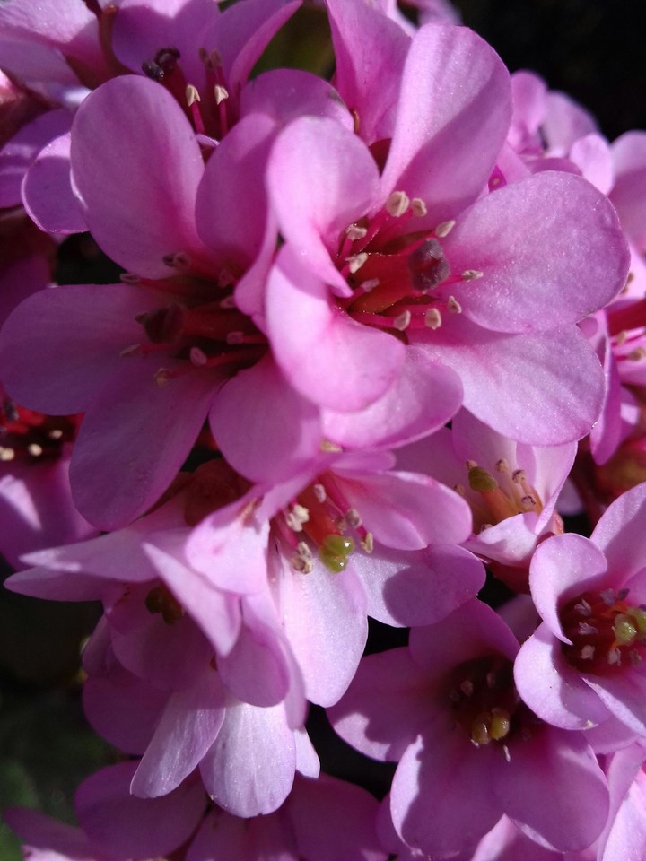 spring